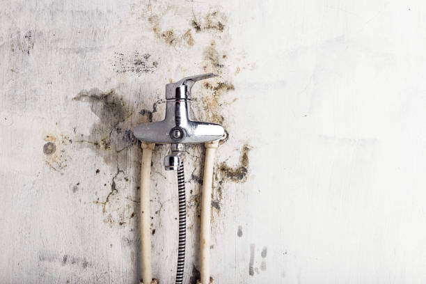 Best Mold Removal Near Me  in Boyne City, MI