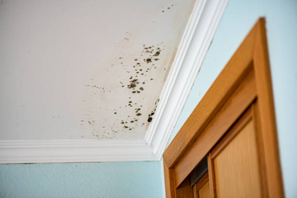 Best Residential Mold Removal  in Boyne City, MI