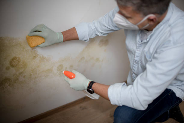 Best Commercial Mold Removal  in Boyne City, MI