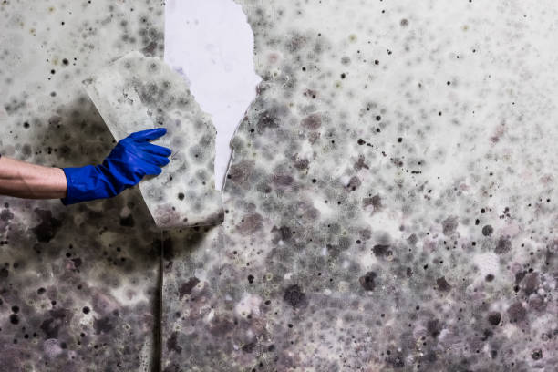 Best Attic Mold Removal  in Boyne City, MI